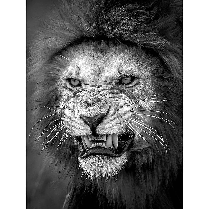 Lion Growling graphy Black And White - HD phone wallpaper