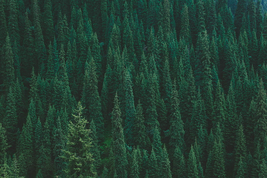 자연, 나무, 위에서 보기, 숲 HD 월페이퍼