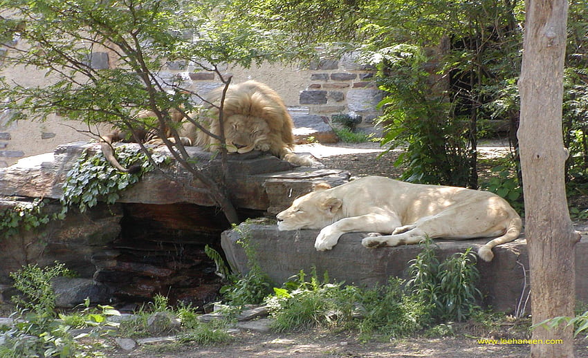 큰 사자 잠, 동물, 고양이, 자연, 동물원, 사자 HD 월페이퍼