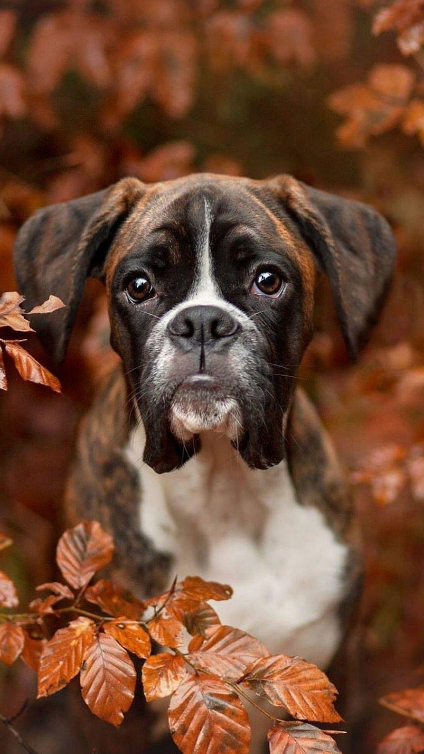 Boxer Dog Wallpapers  Top Free Boxer Dog Backgrounds  WallpaperAccess