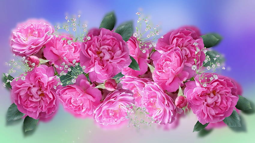 Baby&;s Breath Earth Pink Flower Pink Rose Rose . . 1198105 HD wallpaper