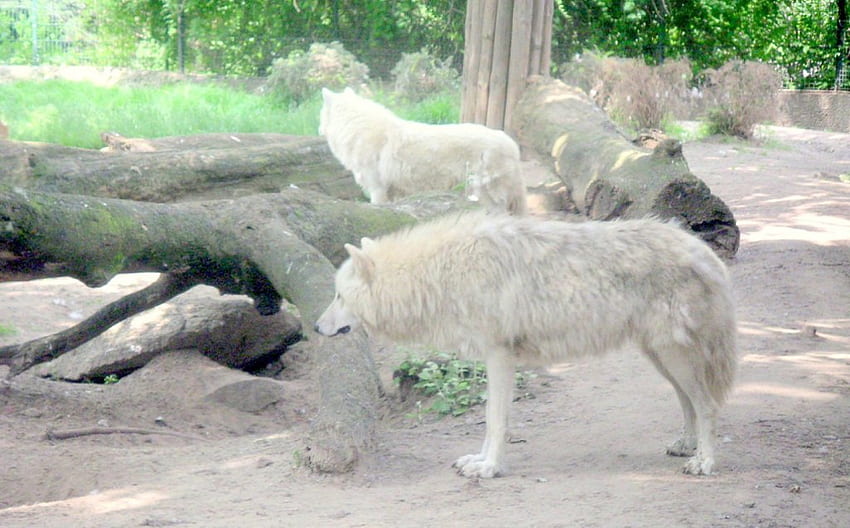 serigala putih, mencari makanan, kebun binatang Wallpaper HD