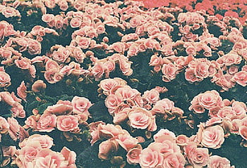 tumblr background vintage flowers