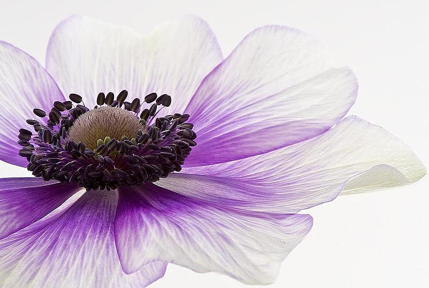 SILK, purple, delicate, transparent, flower HD wallpaper