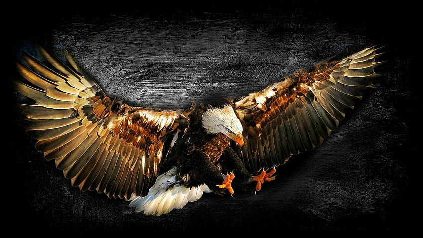 Abstract eagle 1080P 2K 4K 5K HD wallpapers free download  Wallpaper  Flare