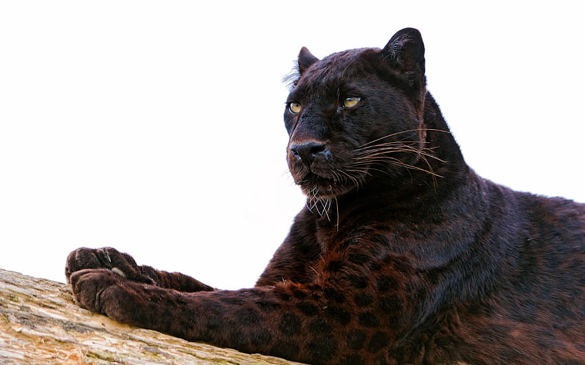 Panther, Paw, Lie Down, Predator, Big Cat - Leopard Black Panther ...