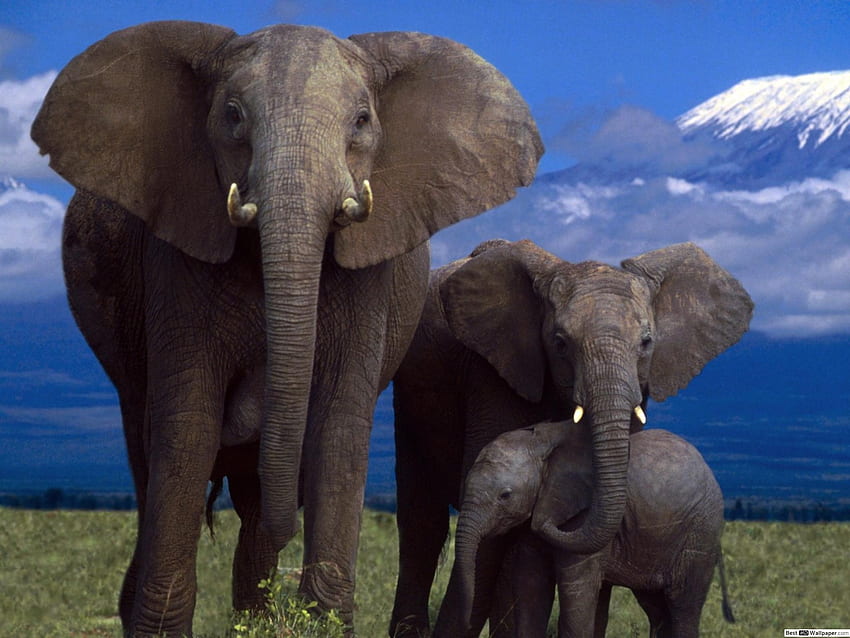 Elephant Family HD wallpaper