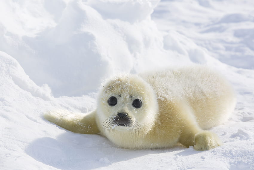 animales anchos de foca blanca. Animales, Focas lindas, Foca arpa, Foca arpa bebé fondo de pantalla