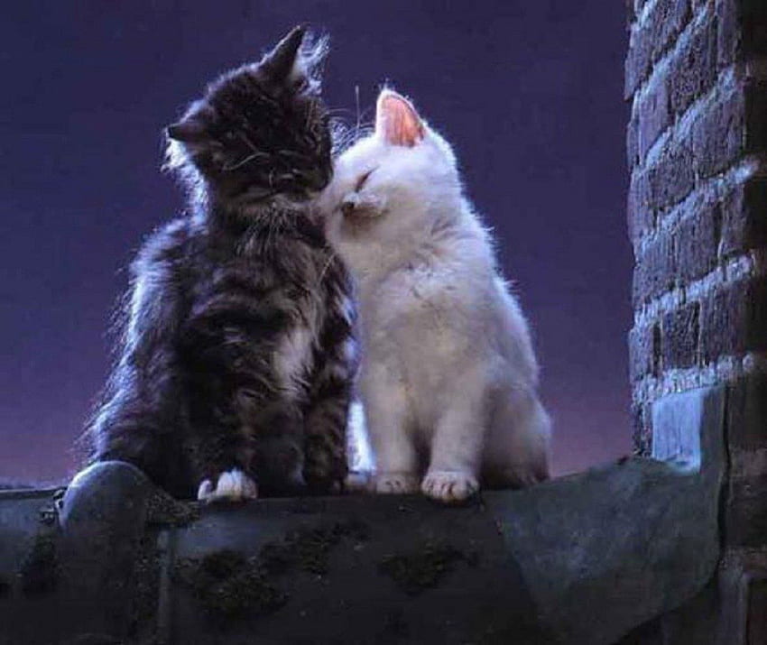 Kitties In Love, roof, kitties, love, cats, kittens HD wallpaper