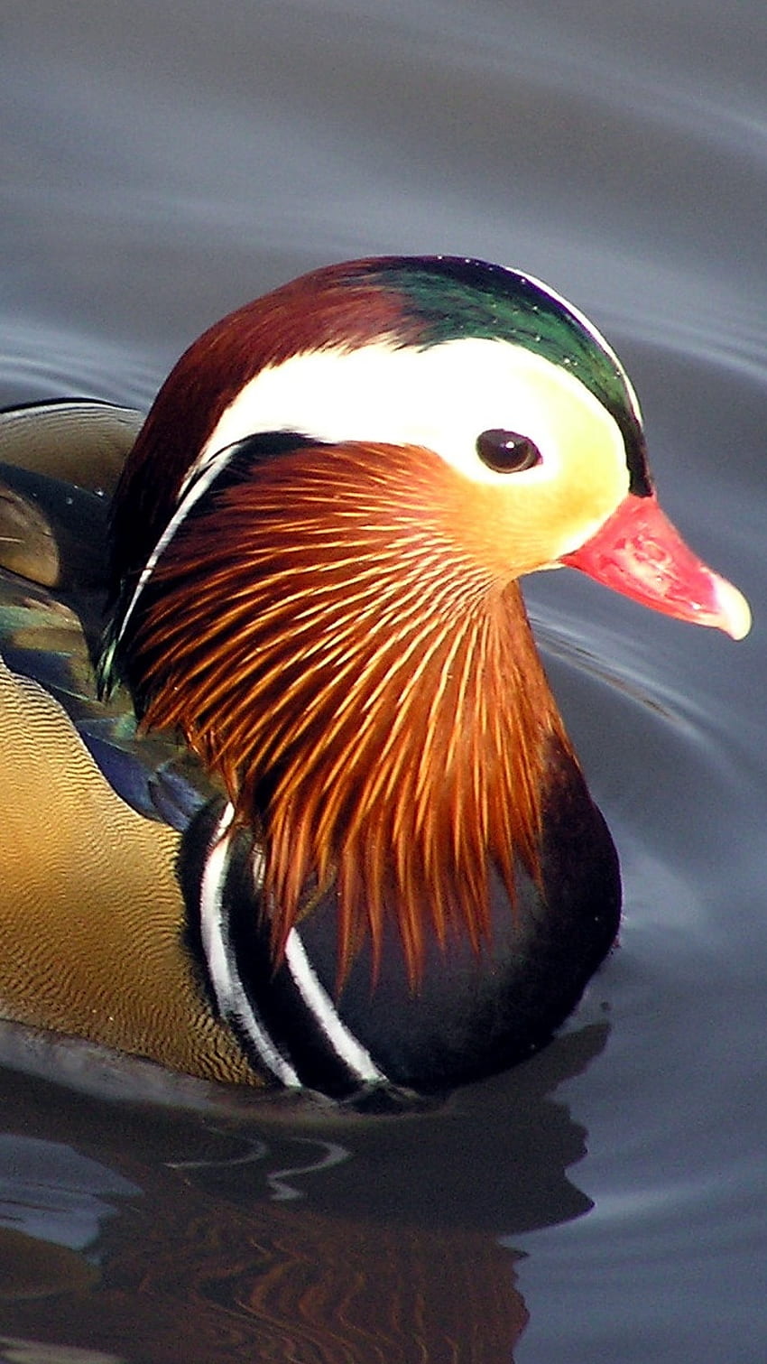 Mandarin Duck, Female, Bird HD phone wallpaper