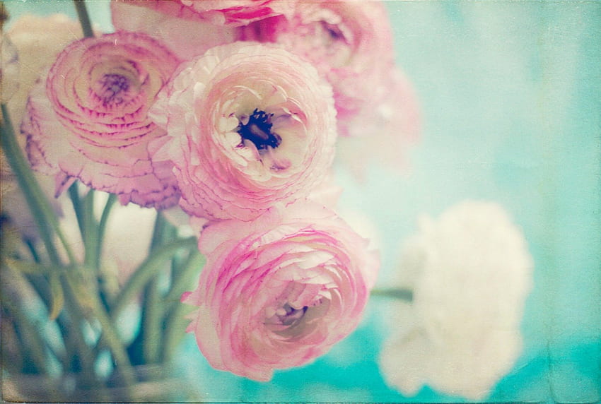 ๑๑ Romantic Soft Light ๑๑, blue, pastel, white, pink, green, ranunculus, nature, flowers, romantic HD wallpaper