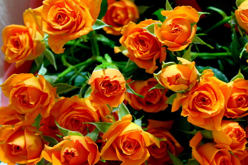 ROSES, nature, flowers, orange HD wallpaper