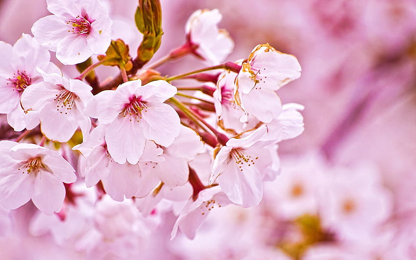 Cherry Blossom PPT Background for your PowerPoint Templates, Japanese Art Cherry Blossom HD wallpaper
