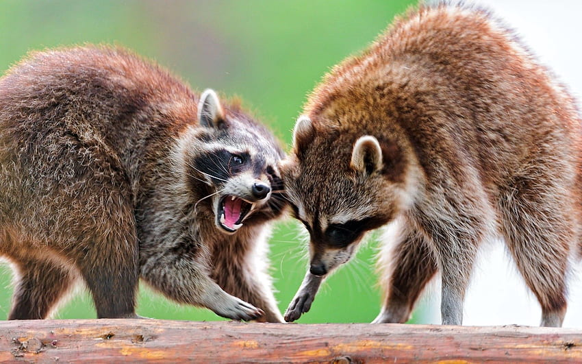 Animals, Couple, Pair, Animal, To Stand, Stand, Raccoon HD wallpaper