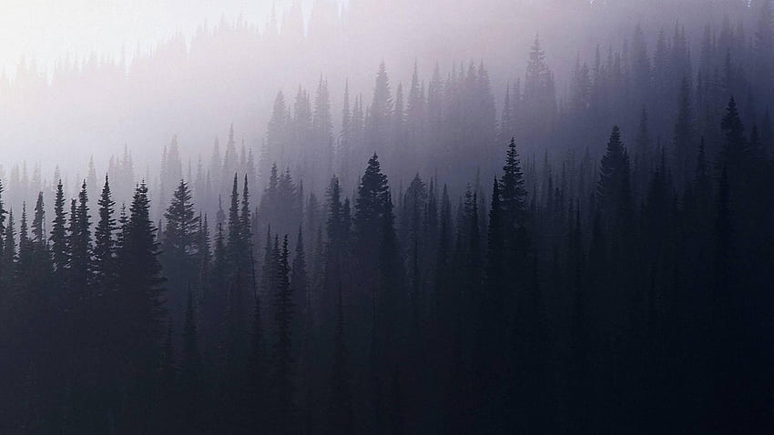Wald HD-Hintergrundbild
