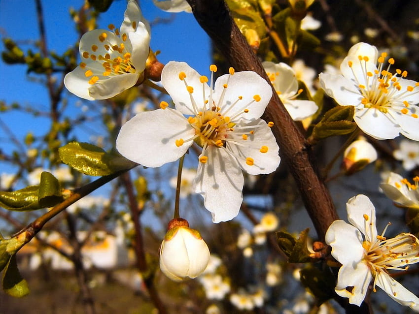 Wiosenne drzewo, kwitnące, piękne, wiosenne, ładne, drzewo, zapach, ładne, kwiaty, gałęzie, kwitnące, zapach Tapeta HD