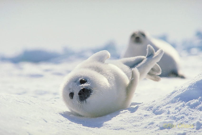 Japón, Hokkaido, foca arpa y , foca arpa bebé fondo de pantalla