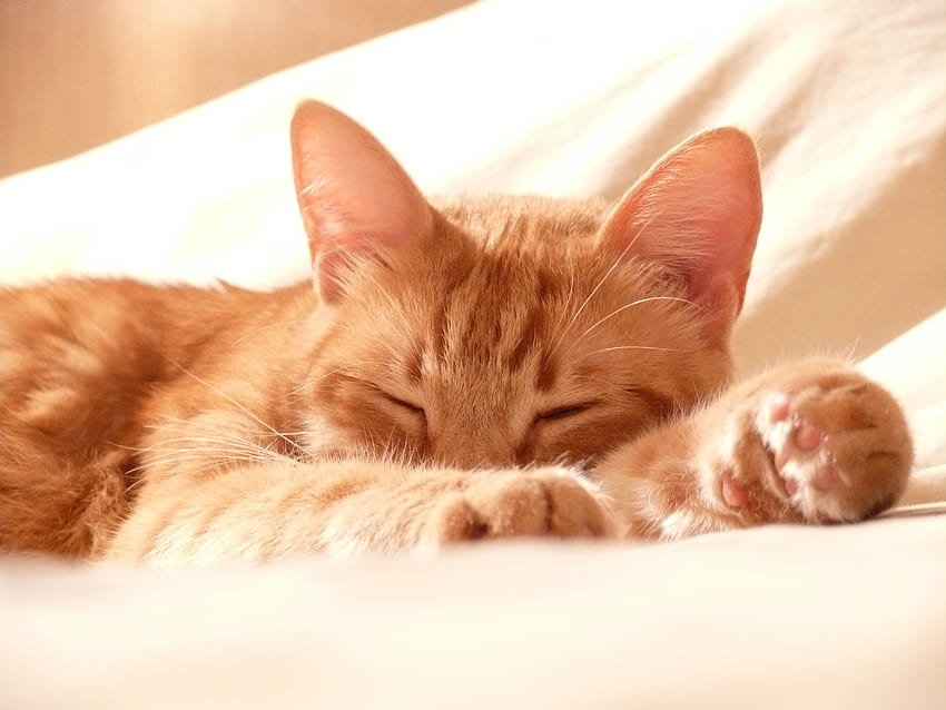 Animals, Cat, Muzzle, Sleep, Dream, Paws HD wallpaper