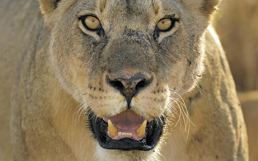 สัตว์ ยิ้ม ปากกระบอกปืน สิงโต นักล่า แมวตัวใหญ่ ความโกรธ วอลล์เปเปอร์ HD