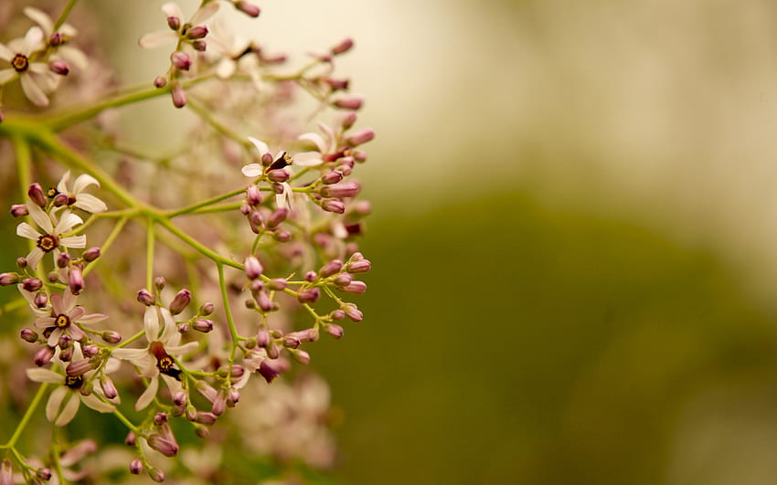 ดอกไม้ พืช มาโคร เบลอ สมูท แบรนช์ วอลล์เปเปอร์ HD