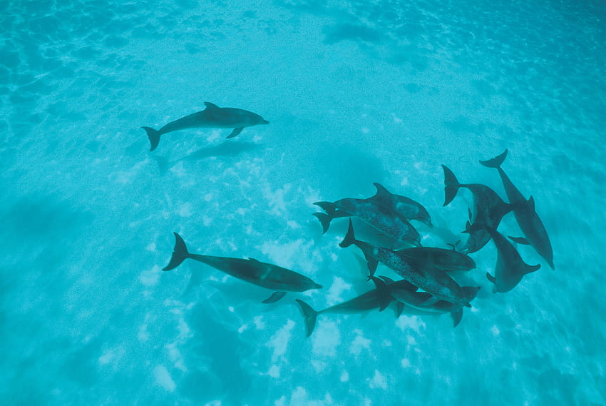 Animais, Golfinhos, Rebanho, Água Rasa, Cardume papel de parede HD