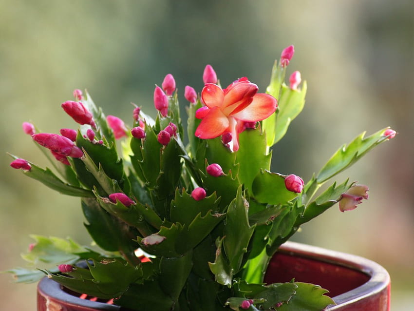Holiday Cactus Differences - Identify Christmas Thanksgiving And Easter Cactus, Christmas Succulents HD wallpaper