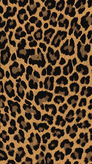 Blue Eyes Lion iPhone Wallpaper  iPhone Wallpapers  iPhone Wallpapers   Snow leopard wallpaper Leopard wallpaper Animal wallpaper