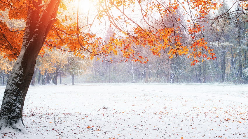 Winter, Blätter, Schnee für U TV - Maiden HD-Hintergrundbild