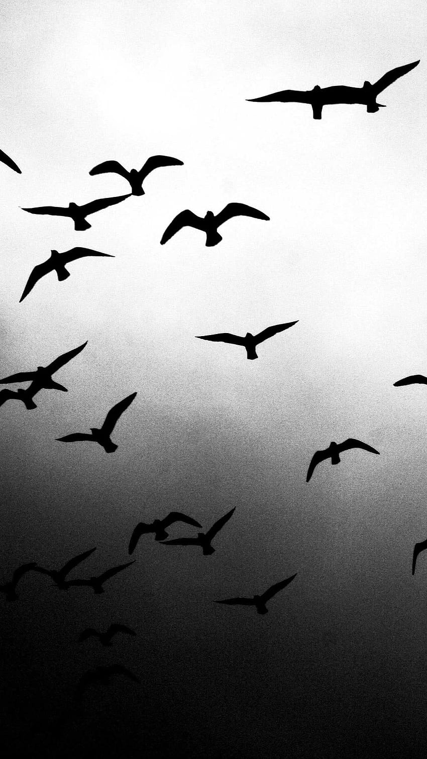 Pássaros Voadores iPhone Papel de parede de celular HD