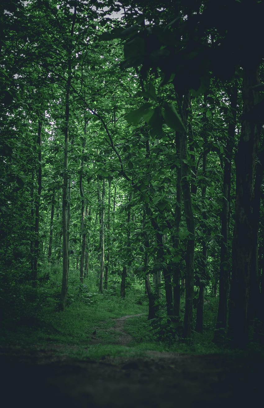 Natura, drzewa, trawa, las, gałęzie, ścieżka Tapeta na telefon HD
