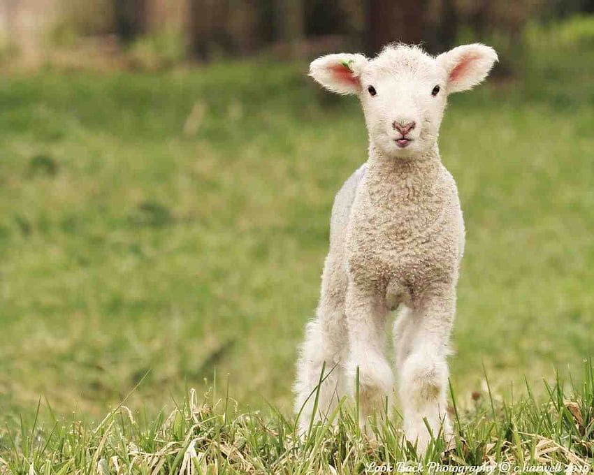 on best baby lambs jumping sheep cute on HD wallpaper