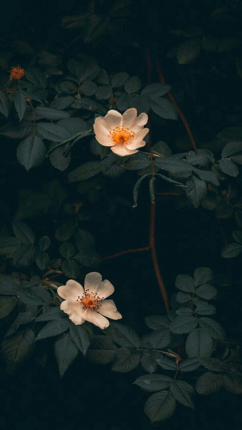 IPhone . Blume, Blütenblatt, Wasserpflanze, Heilig, Lilie HD-Handy-Hintergrundbild