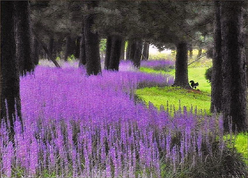 Lavendelpfad, Lavendelblüten, Sonnenlicht, Pfad, Bäume, Gras, Wald, Eichhörnchen HD-Hintergrundbild