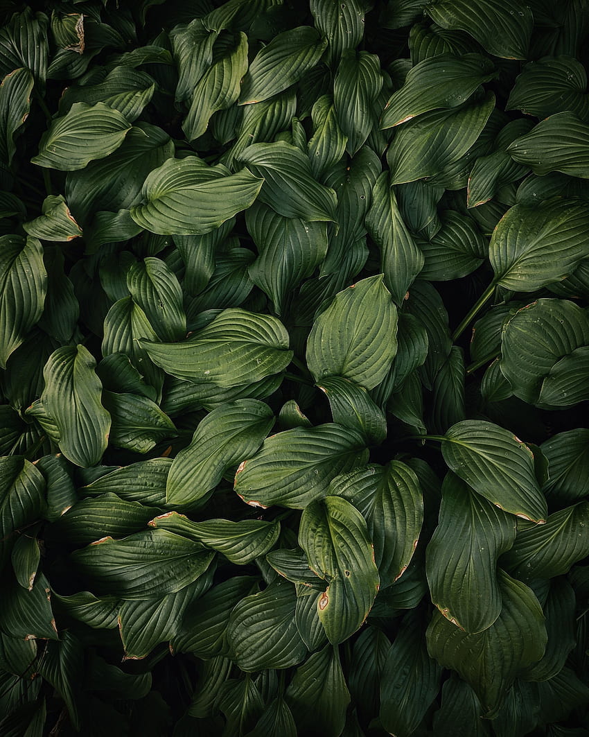Natura, foglie, pianta, verde scuro Sfondo del telefono HD