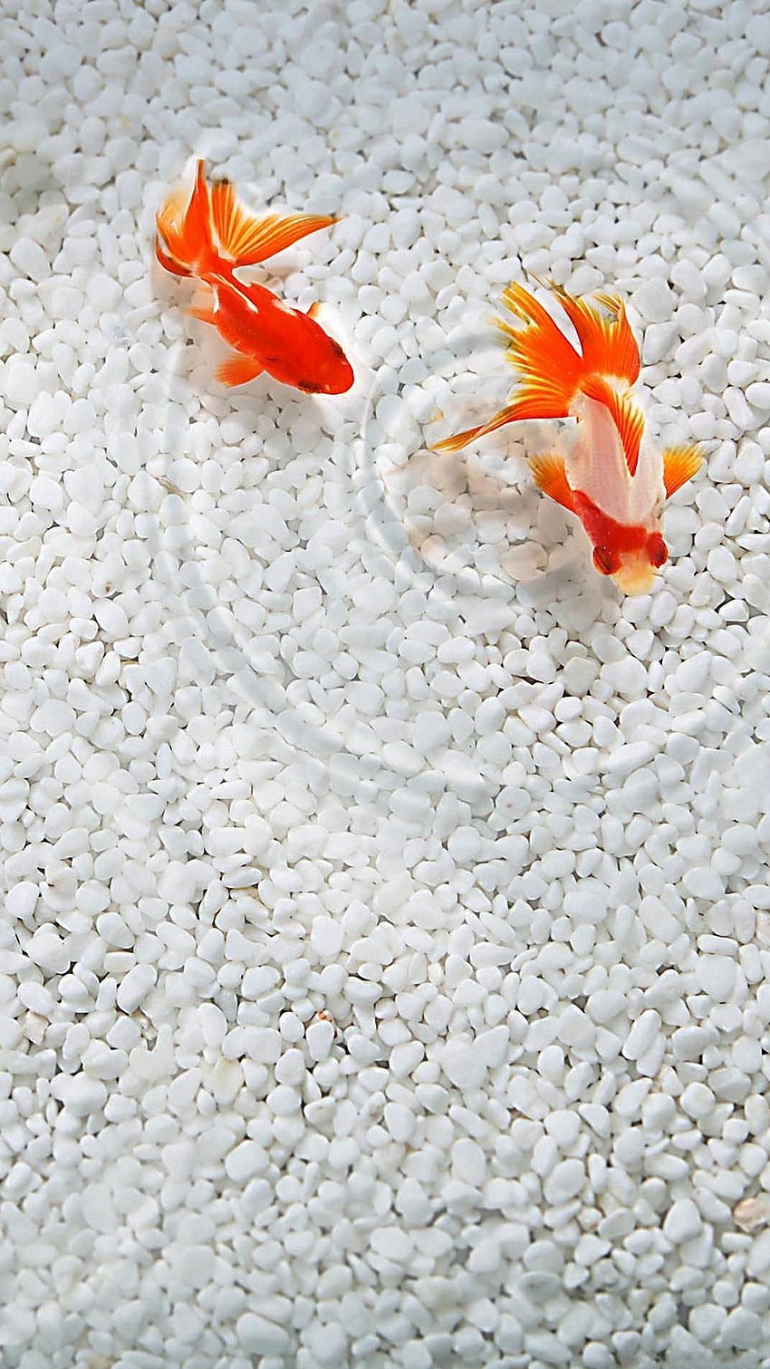 Pasangan Ikan Mas Lucu iPhone 6s, Origami wallpaper ponsel HD