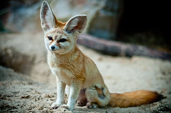 Fennec Fox Algeria National Animal, Desert Fox HD wallpaper | Pxfuel
