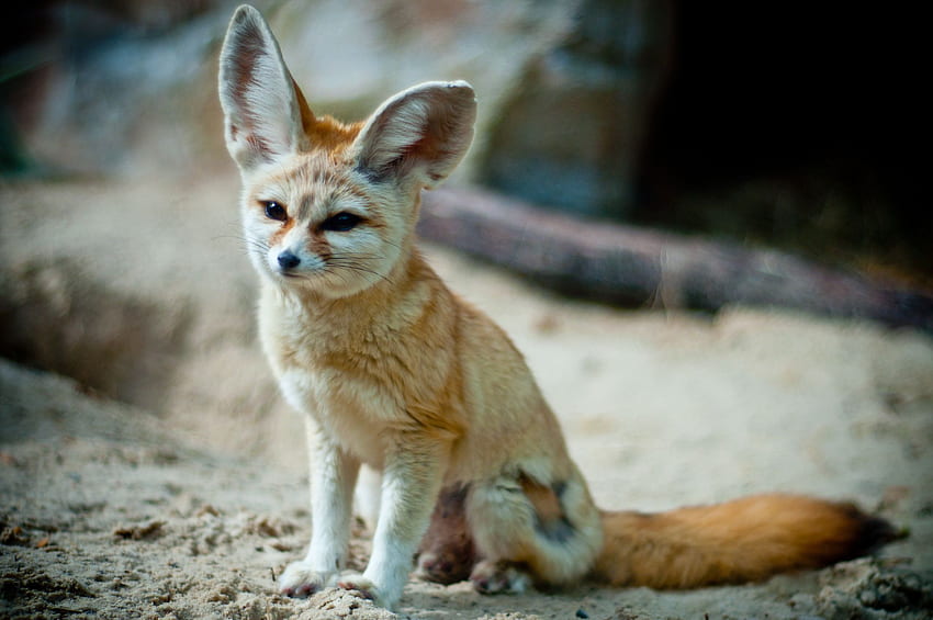 Fennec Fox Algeria National Animal, Desert Fox HD wallpaper