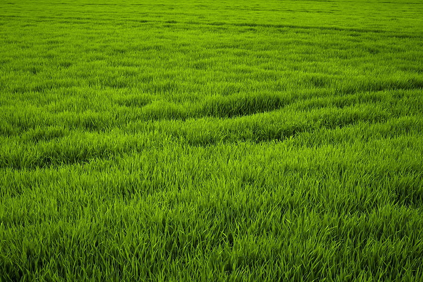 Campo de grama, campo gramado papel de parede HD
