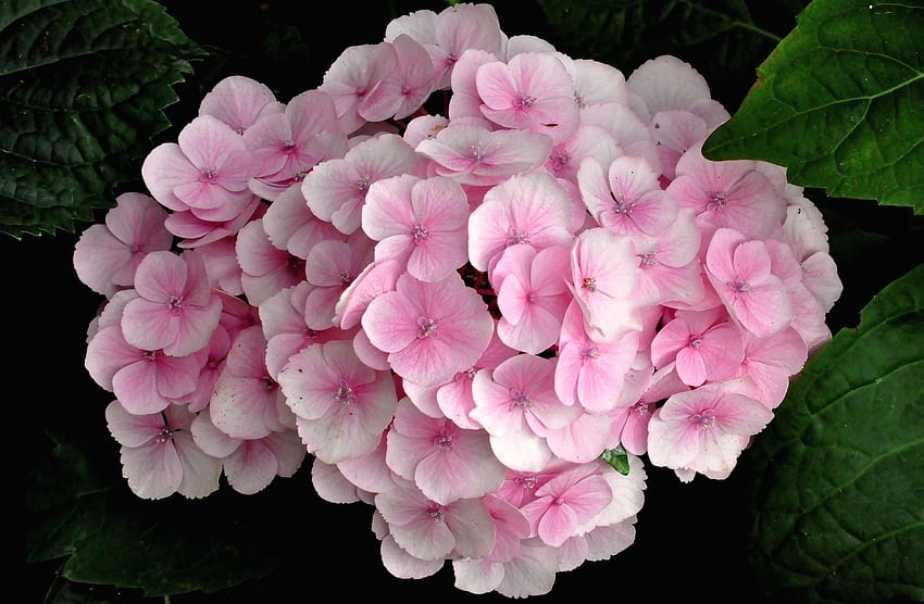 Flowers, Leaves, Pink, Close-Up, Hydrangea HD wallpaper
