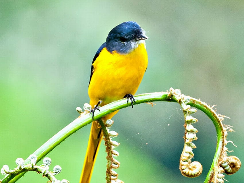 Yellow Bird, beautiful, bird, , yellow HD wallpaper