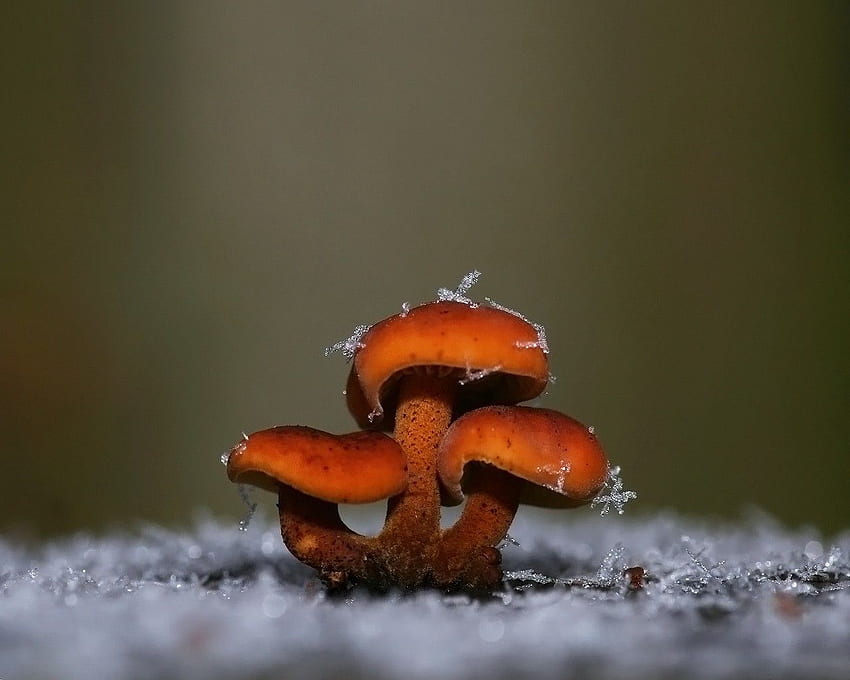 Pilze Tag : Red Ice Winter Shrooms Mushroom Fungus, Herbstjagd HD-Hintergrundbild