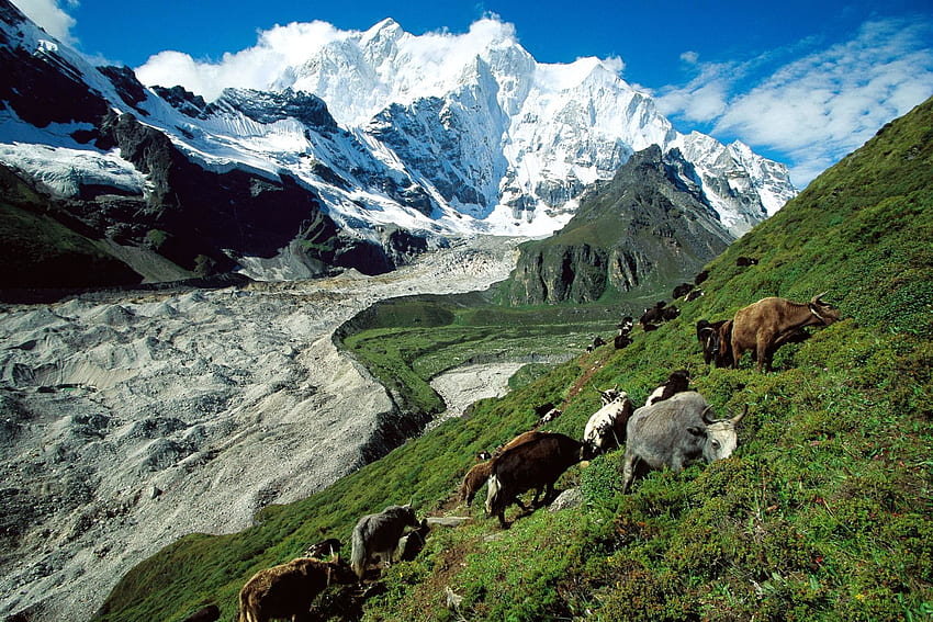 ธรรมชาติ หญ้า ภูเขา วัว ความลาดชัน ทุ่งหญ้า วอลล์เปเปอร์ HD