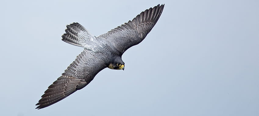 Peregrine falcon diving - Halcón peregrino, Aves volando, Animales del mundo, Cetrería fondo de pantalla
