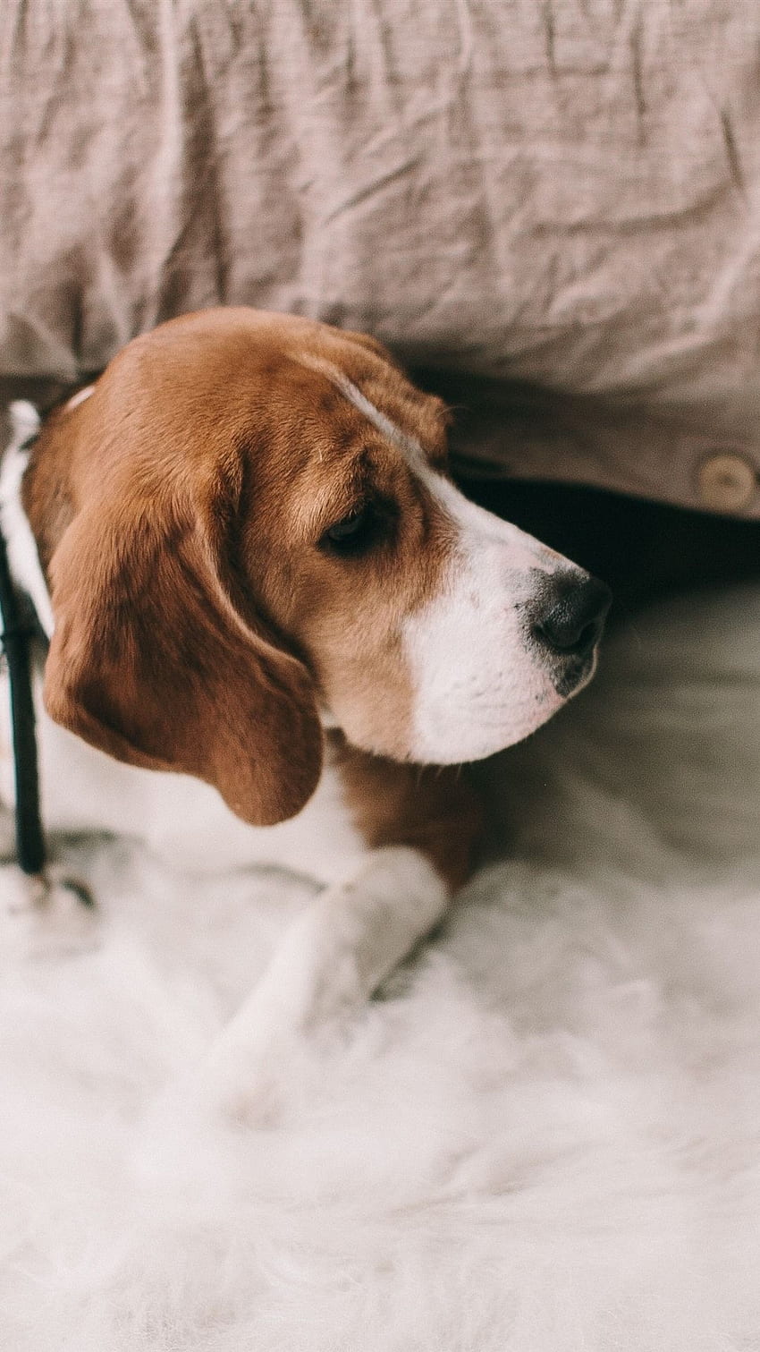 Beagle Dog, Bed IPhone 11 Pro XS X , Background HD phone wallpaper