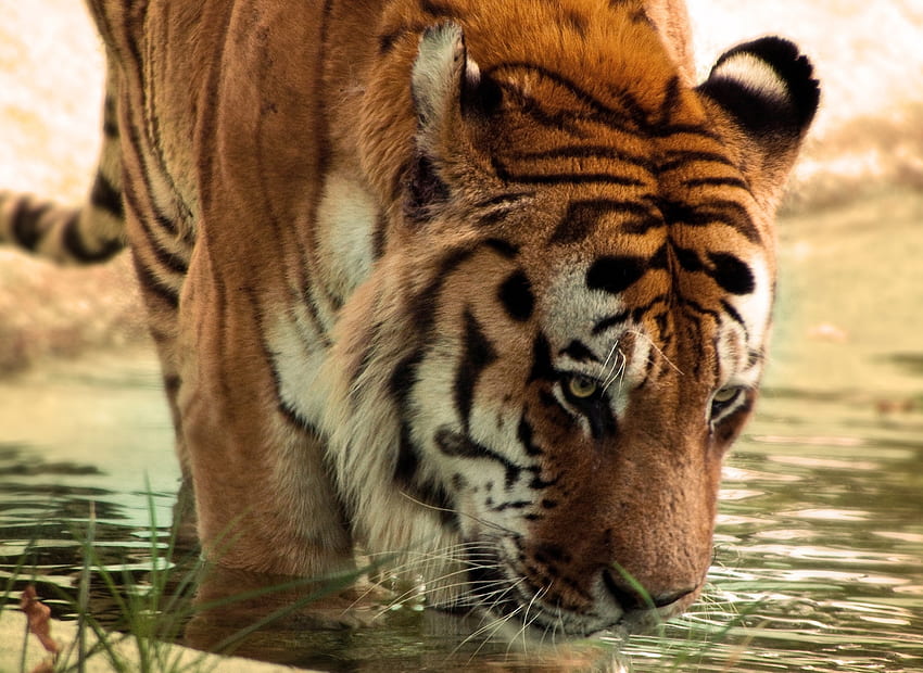 Animals, Water, Muzzle, Predator, Big Cat, Tiger HD wallpaper
