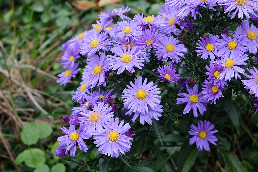 Flowers, Violet, Plant, Macro, Purple, Aster HD wallpaper