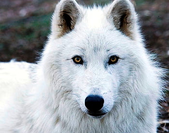 Arctic wolve, wolve, arctic, vienna, zoo HD wallpaper | Pxfuel