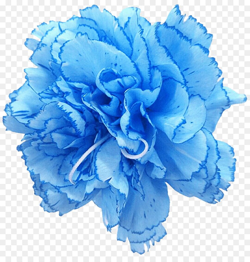 Blue Flower Transparent Background, Clip Art, Clip Art on Clipart Library,  Pastel Blue Flower HD phone wallpaper | Pxfuel