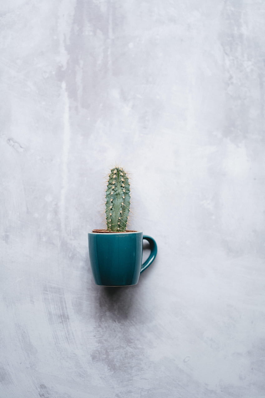 Texture, Cup, Wall, Cactus, Indoor Plant, Houseplant, Mug HD phone wallpaper
