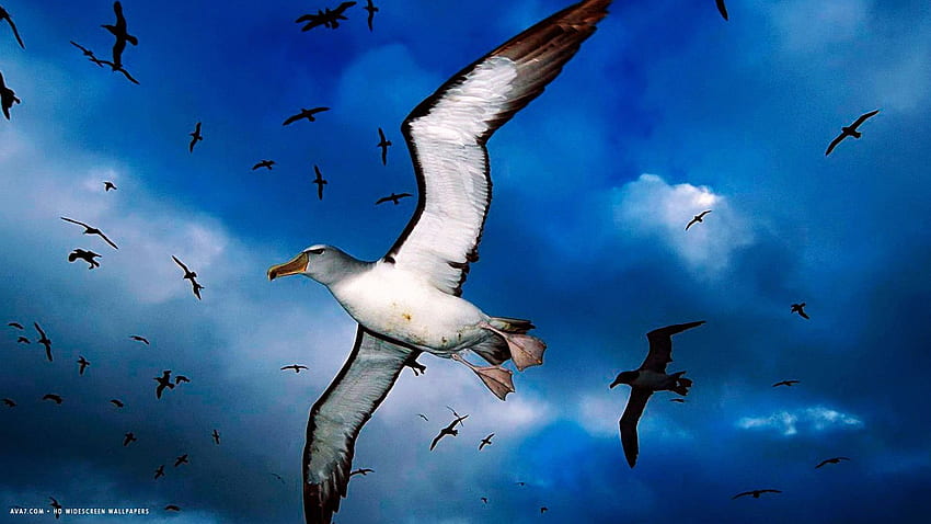 albatross salvins mollymawks flying sky bird / birds background HD wallpaper